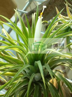 空气凤梨【展示】Tillandsia ionantha 'Druid' 白花小精灵德鲁依