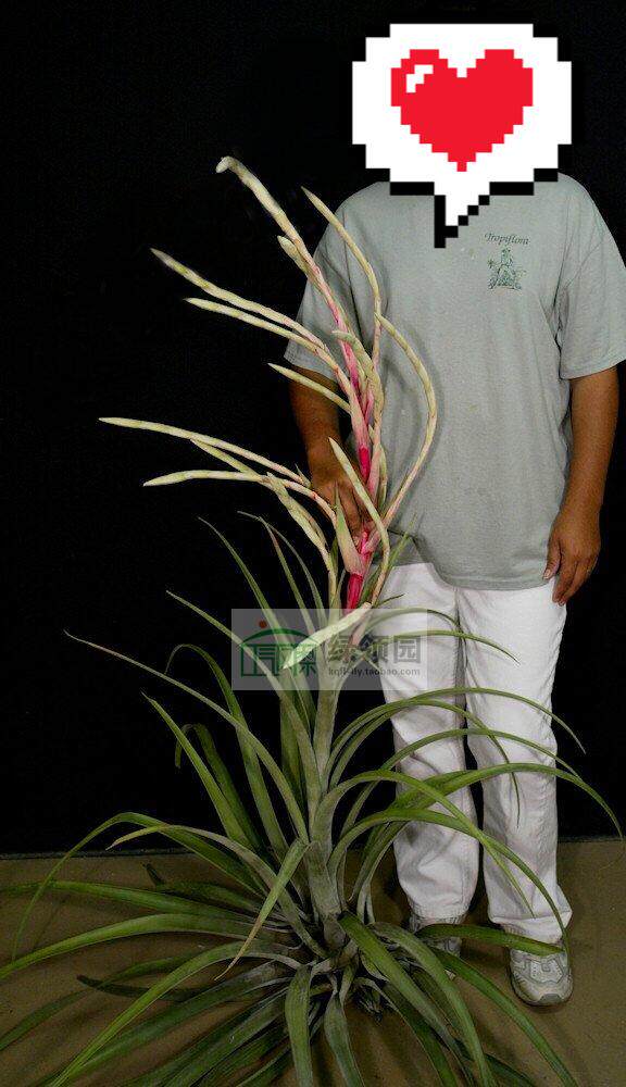 展示 空凤 Tillandsia copanensis 香槟质感洪都拉斯大型品种