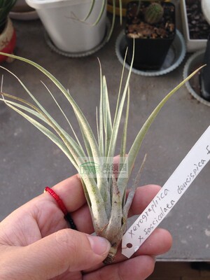 展示 空凤 T.xerographica x fasciculata densispica florida