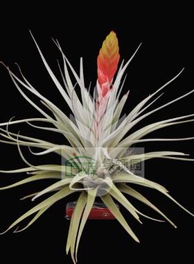 展示 空气凤梨 Tillandsia Fasciculata Honduras 费洪巨型变种