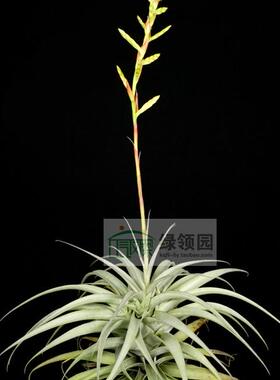 展示  空气凤梨  Tillandsia latifolia divaricata 'Hard Leaf'