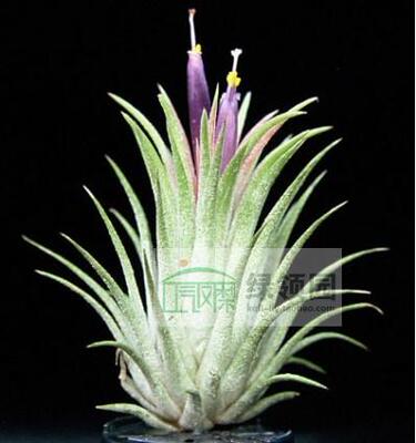 空气凤梨【展示】Tillandsia Ionantha Ionantha Large精灵