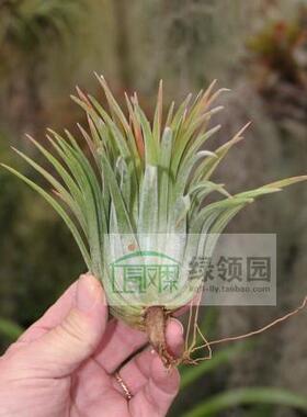 展示 空气凤梨 Tillandsia Ionantha Big Boy 大男孩
