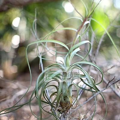 展示空气凤梨热带柳叶银色变种