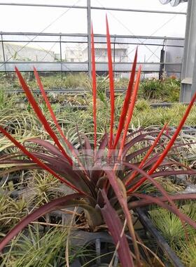 展示 空凤 Tillandsia Flabellata rubra Giant巨型火焰全红