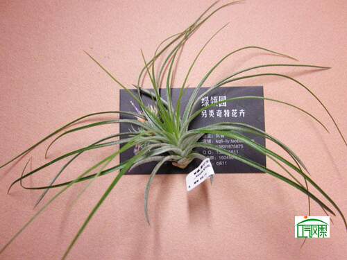 绿领园植物无土栽培Stricta Silver Blue white quot银叶蓝花白边