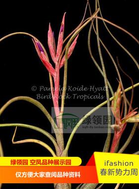 展示 空气凤梨 鸟岩 T.paucifolia x butzii红女王x虎斑