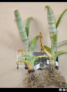 【积水展示】--N.-bill-rosea 斑马