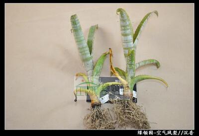 【积水展示】--N.-bill-rosea 斑马