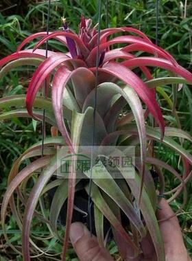 展示 空凤 T.Eric knobloch x capitata marron 艾瑞克x卡比马龙