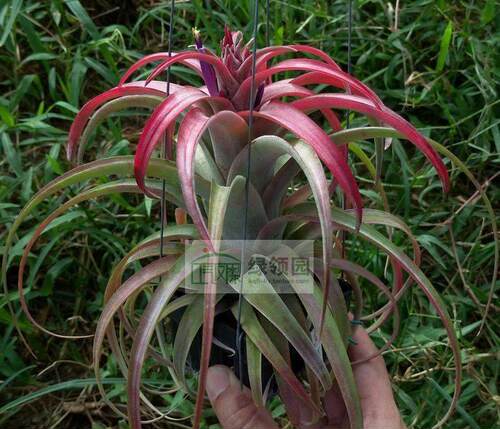展示 空凤 T.Eric knobloch x capitata marron 艾瑞克x卡比马龙