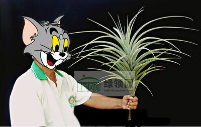 展示 空气凤梨 Tillandsia latifoli v.major 变种
