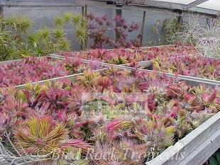 空气凤梨【鸟岩展示】T. ionantha 'Fuego'鸟岩福果（大）