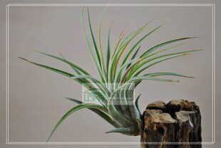 绿领园空气凤梨植物无土栽培 fasciculata X ionantha 费西精灵