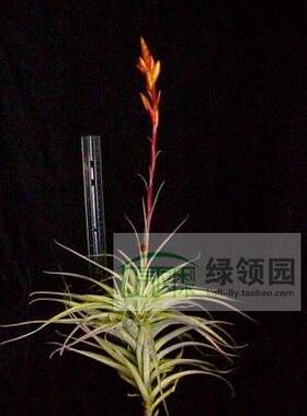 空气凤梨【展示】Tillandsia latifolia v.divaricata毒药变种