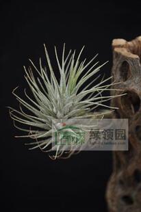 展示 空凤 T.heteromorpha'Kleine Form'银密叶开放型狐尾变种