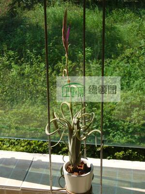 空气凤梨【展示】Tillandsia intermedia 国际版 花中花