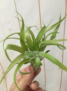 展示 空气凤梨 Tillandsia Bradeana 修女