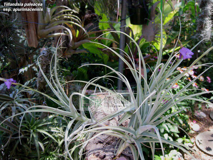 展示 空气凤梨 T. pleacea v.apurimacensis粗康小型紫香花变种