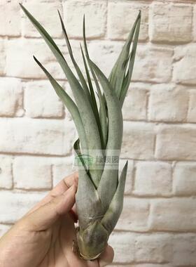 展-T.fasciculata tropiflora x capitata marron热带花x卡比马龙