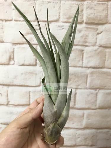 展-T.fasciculata tropiflora x capitata marron热带花x卡比马龙