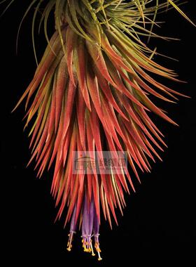 空气凤梨【展示】Tillandsia Ionantha Conehead 球头精灵