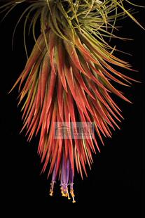 空气凤梨【展示】Tillandsia Ionantha Conehead 球头精灵