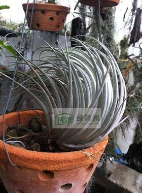 展示 T.recurvifolia x tectorum超美质感杂交鸡毛x红花白银