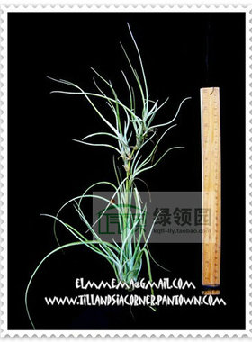 空凤【热带珍品展示】T. baileyi 'Halley's Comet'贝艺利变种