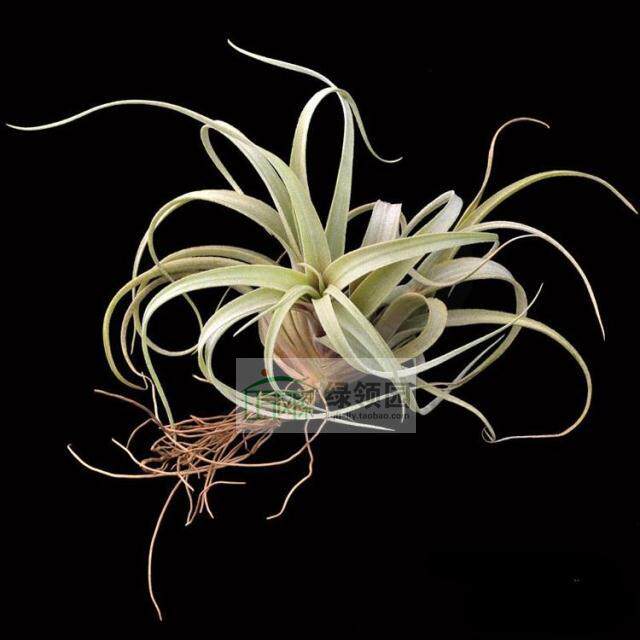 展示 空气凤梨 Tillandsia Albichi 阿比达x香槟