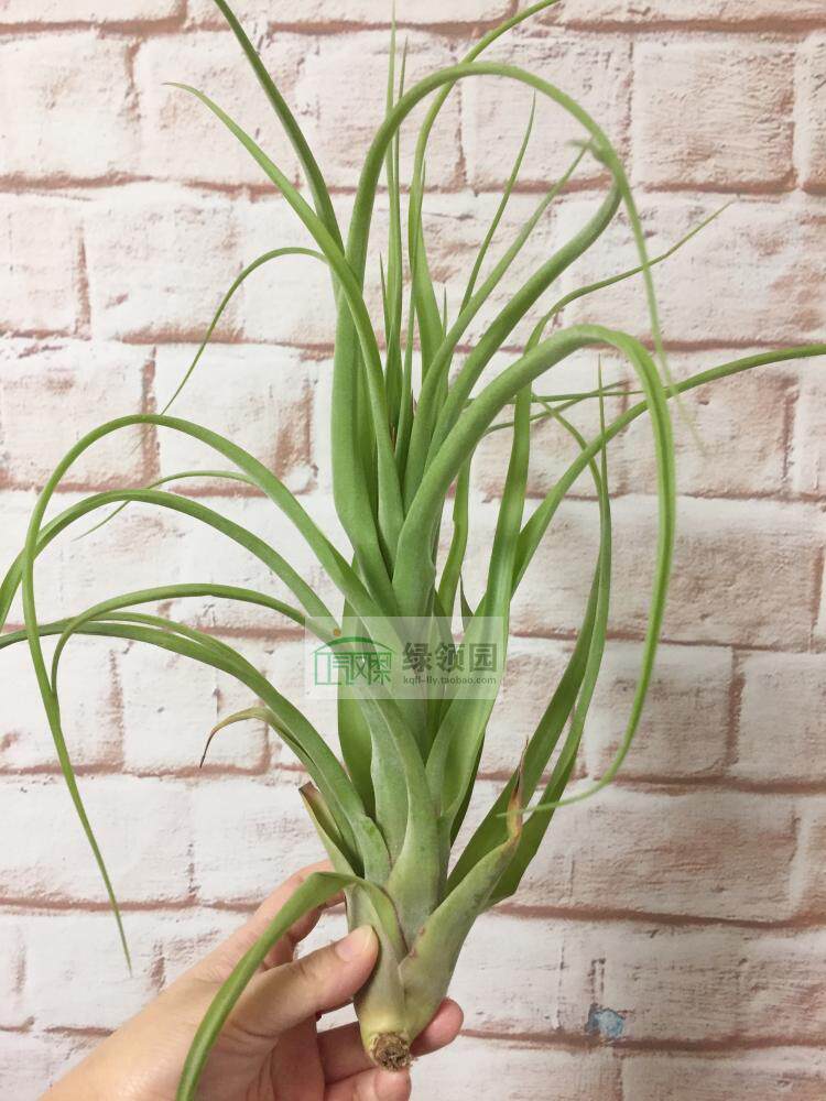 展示 空凤 T.strepto. X brachycaulos Large Form大型种可利卷