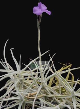 空气凤梨【展示】Tillandsia paleacea (Clumps) 粗糠(丛生)