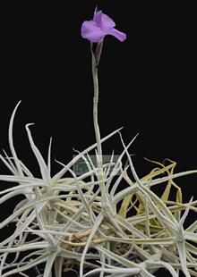 空气凤梨【展示】Tillandsia paleacea (Clumps) 粗糠(丛生)