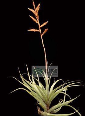 空气凤梨【展示】T. latifolia v.divaricata 毒药巨型