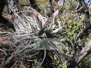 空气凤梨【展示】Tillandsia ehrenbergii
