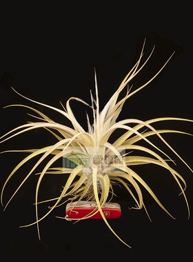 展示 空气凤梨  Tillandsia Lady Luck(xerographica X concolor)