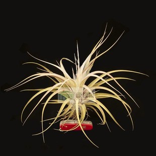Lady Luck xerographica 展示 concolor Tillandsia 空气凤梨