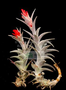 展示 空气凤梨 鸟岩 Tillandsia edithiae 鸟岩赤兔