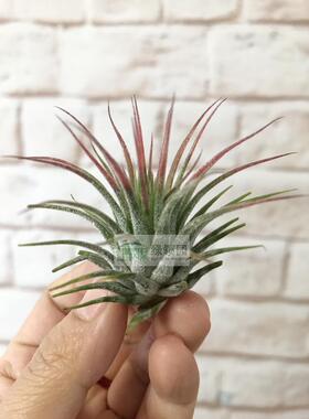 空气凤梨【展示】Tillandsia ionantha Rosea 欧洲玫瑰精灵
