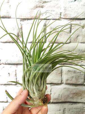 展示 空气凤梨 T. Fasciculata X Scaposa 费西x精灵变种