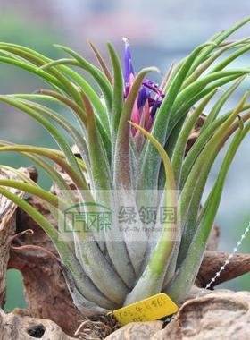 【展示】T.Bill Paylen(ionantha X caput-medusae) 精灵x美杜莎