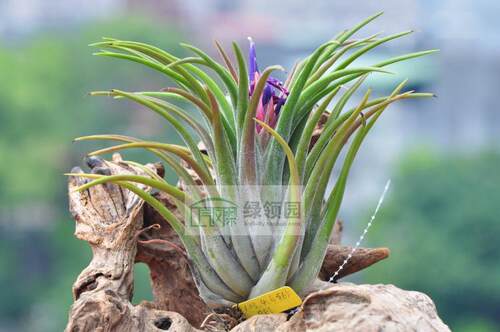 【展示】T.Bill Paylen(ionantha X caput-medusae) 精灵x美杜莎