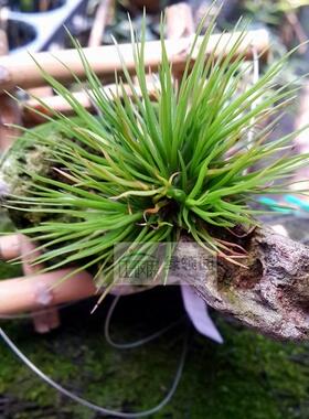 空气凤梨【展示】T.bulbosa Gigante Itsy Bitsy巨型章鱼缀化