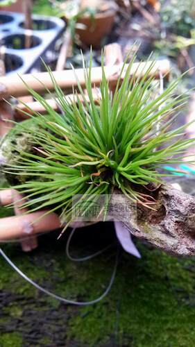 空气凤梨【展示】T.bulbosa Gigante Itsy Bitsy巨型章鱼缀化
