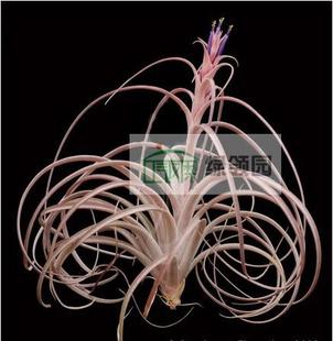 Jes Tillandsia brachycaulos 杰西 空气凤梨 exserta 展示