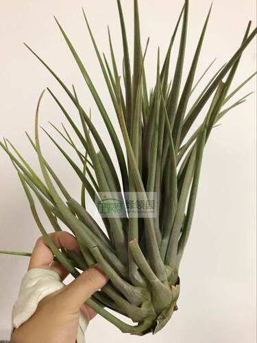 展示 空气凤梨 T.Rodrigueziana Red x 常年发色红色凤尾杂交