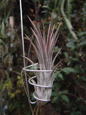 展示  热带 T.elizabethae x ionantha 'Fuego'伊丽莎白x福果精灵