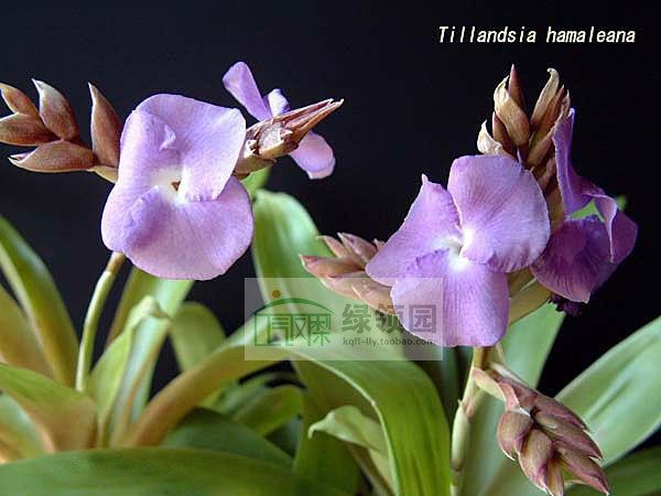 展示 空气凤梨 tillandsia hamaleana 积水型紫香花品种