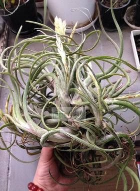 展示 空气凤梨 T.Caput-Medusae Large Clump（美杜莎超群生）