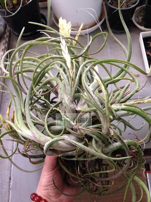 展示 空气凤梨 T.Caput-Medusae Large Clump（美杜莎超群生）